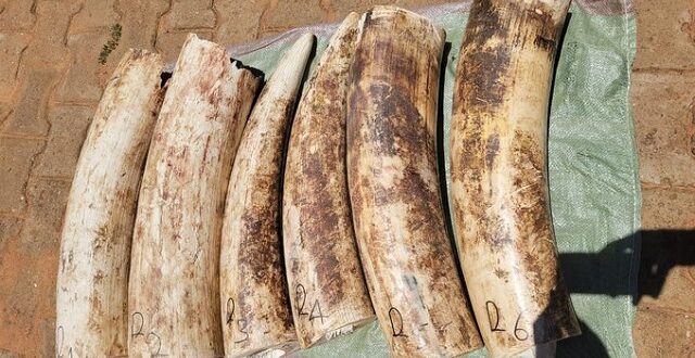 Police seize 106 kg of elephant ivory in Bukedea