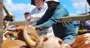 Livestock vaccinated for Foot and Mouth.