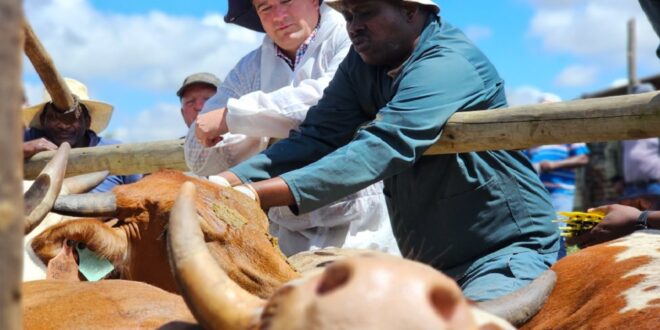 Livestock vaccinated for Foot and Mouth.