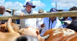 Steenhuisen to lead a foot and mouth vaccination drive in