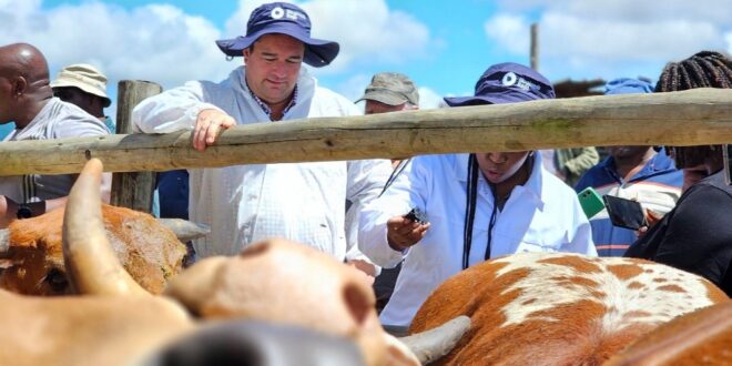 Steenhuisen to lead a foot and mouth vaccination drive in