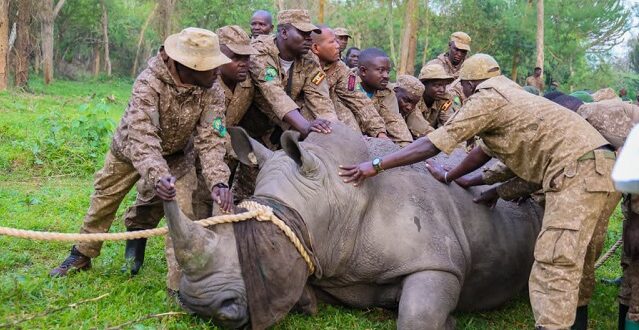 Uganda reintroduces rhinos to Kidepo valley after 40 years