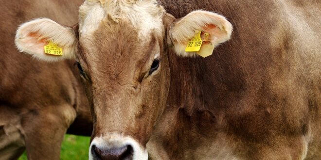 Cattle grazing on a farm.